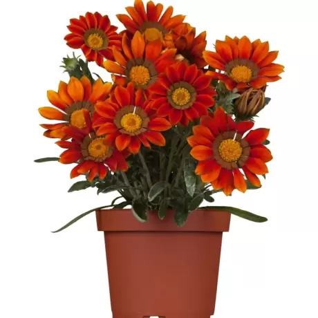 Gazania Splendens - Portocaliu - Galben la Ghiveci