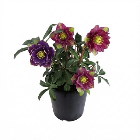 Helleborus Spanz Double - Aurora Lime