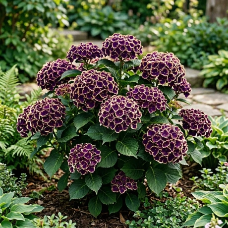 Hortensia Hydrangea Macrophylla - Royal Burgundy Lace