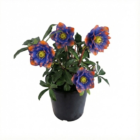 Helleborus Spanz Double - Majestic Edge