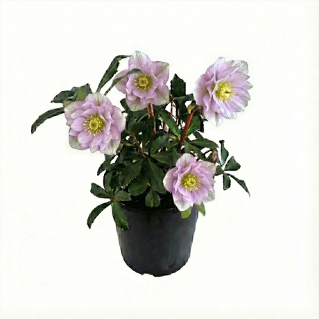 Helleborus Spanz Double - Indigo Sunset