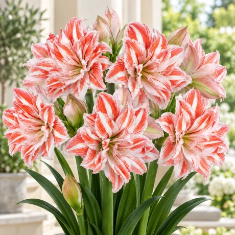Bulbi de Amaryllis - Hippeastrum Dancing Queen