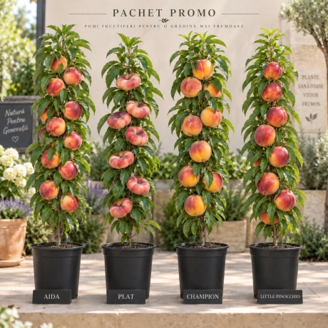 Pachet Promo - 4 Piersici Columnari Premium