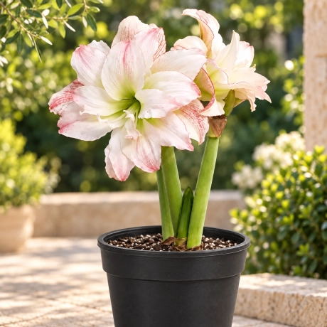 Bulbi de Amaryllis - Hippeastrum Double Record