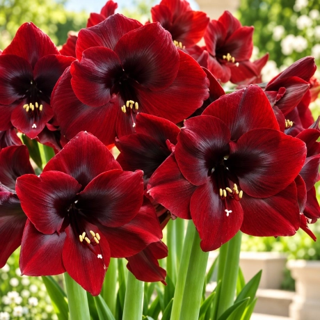 Bulbi de Amaryllis - Hippeastrum Royal Velvet