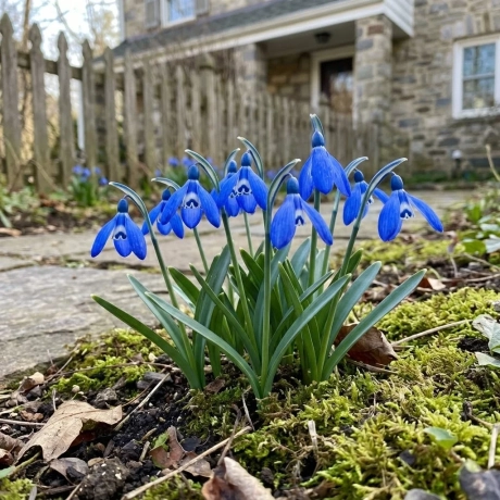 Bulbi de Ghiocel Frostbell