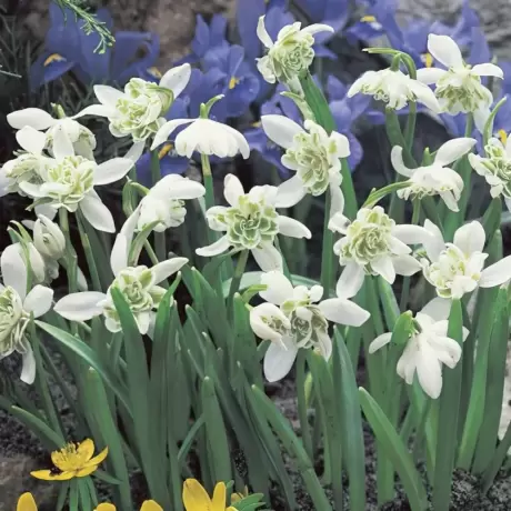 Bulbi de Galanthus Flore Pleno