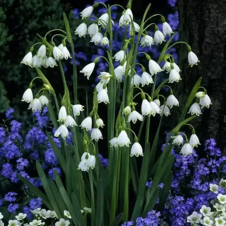 Bulbi de Ghiocel Gigant (Leucojum)