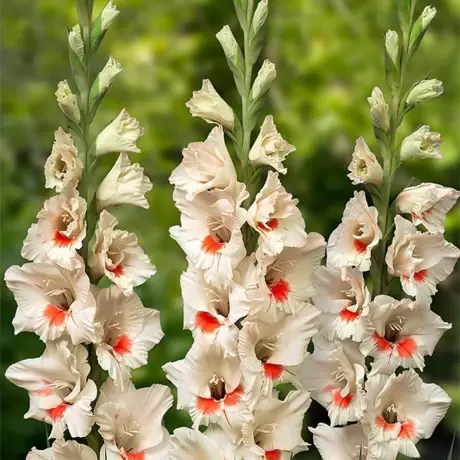 Bulbi de Gladiole Ajax