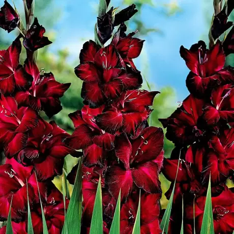 Bulbi de Gladiole Black Jack