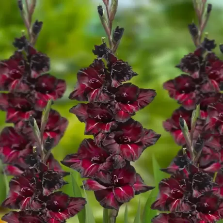 Bulbi de Gladiole Black Surprise