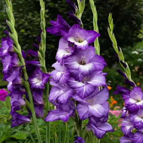 Bulbi de Gladiole Blue Isle