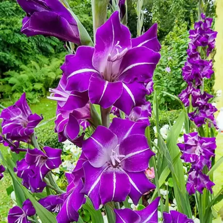 Bulbi de Gladiole Blue Moon
