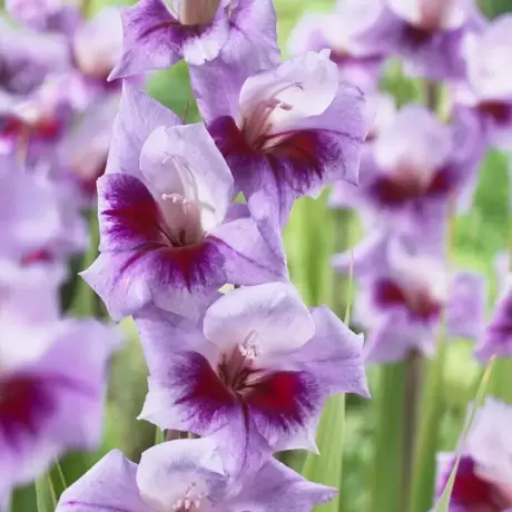 Bulbi de Gladiole Bono-s Memory