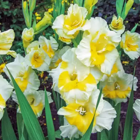 Bulbi de Gladiole Buggy