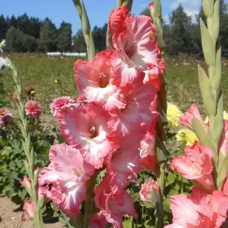 Bulbi de Gladiole Cheops