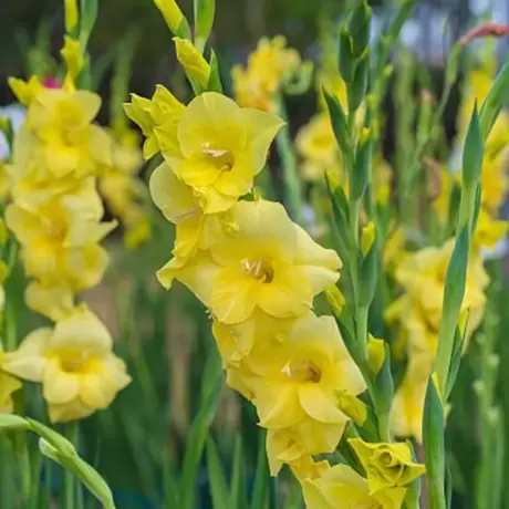 Bulbi de Gladiole Debbyann