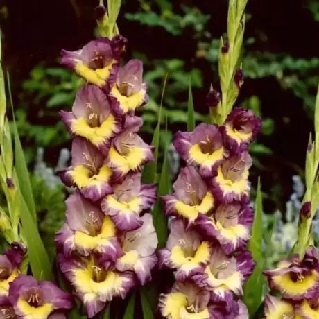 Bulbi de Gladiole Dynamite