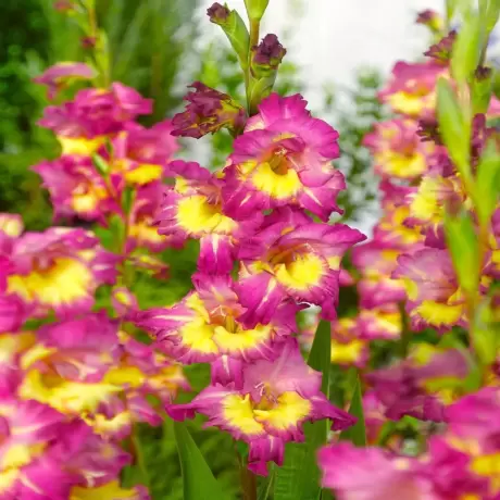 Bulbi de Gladiole Far West