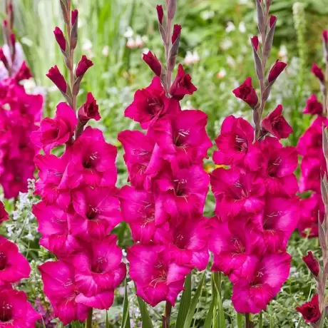 Bulbi de Gladiole Fidelio