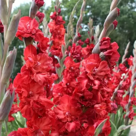 Bulbi de Gladiole Fire Ruffle
