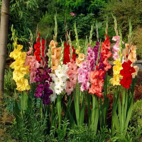 Bulbi de Gladiole Garden Velvet Mix Multicolor