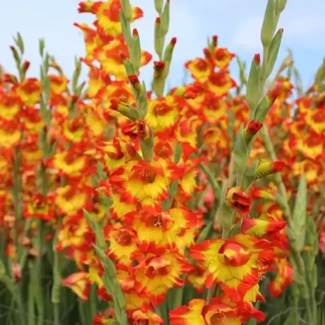 Bulbi de Gladiole Princess Margaret Rose
