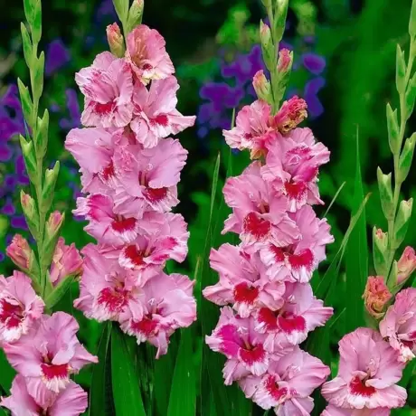 Bulbi de Gladiole Greyhound
