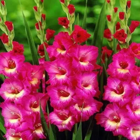Bulbi de Gladiole Jo Jo