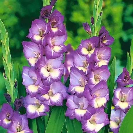 Bulbi de Gladiole Kings Lynn