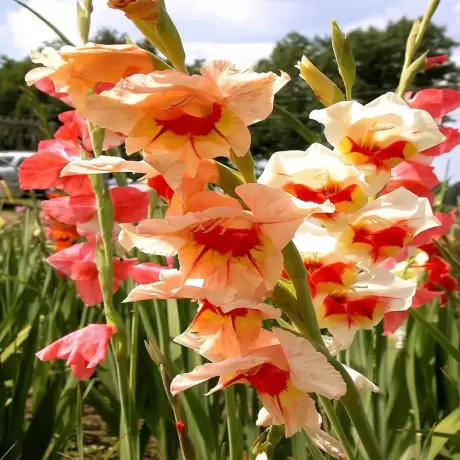 Bulbi de Gladiole Kiss Ruffle