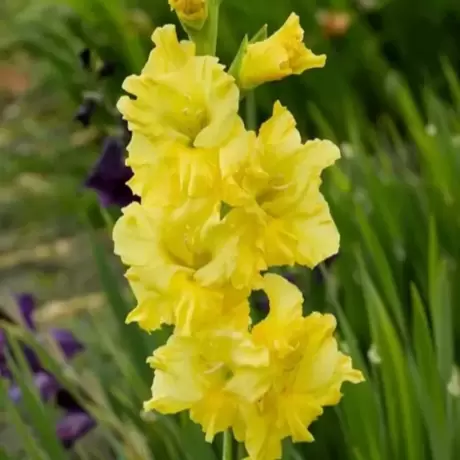Bulbi de Gladiole Lemon Drop