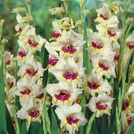 Bulbi de Gladiole Messina