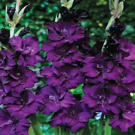 Bulbi de Gladiole Mombassa