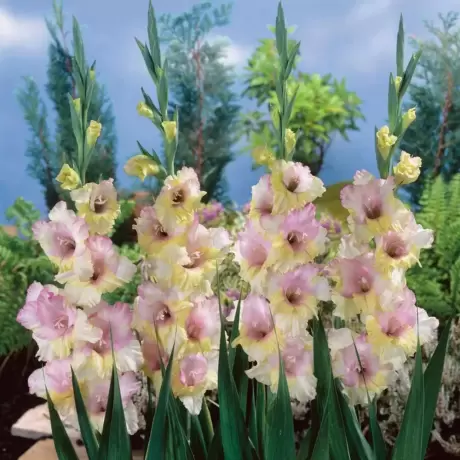 Bulbi de Gladiole Mon Amour