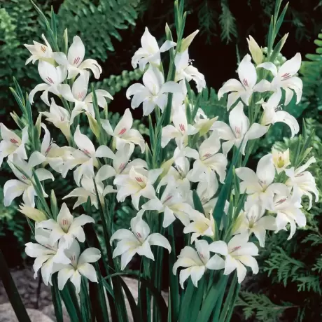 Bulbi de Gladiole Nanus Albus