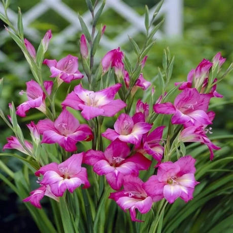 Bulbi de Gladiole Nanus Charming Beauty