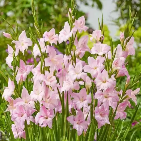 Bulbi de Gladiole Nanus Charming Lady