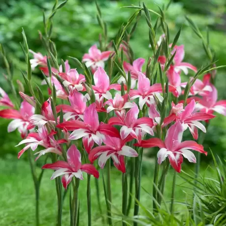 Bulbi de Gladiole Nanus Galaxia