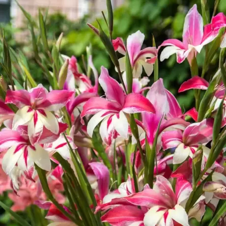 Bulbi de Gladiole Nanus Galaxian