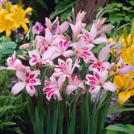 Bulbi de Gladiole pitice Prins Claus