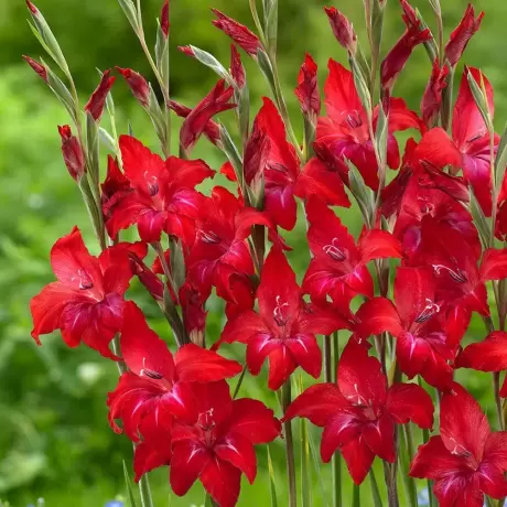 Bulbi de Gladiole Nanus Red