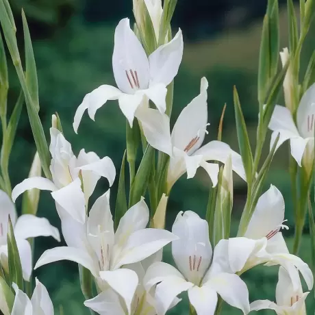 Bulbi de Gladiole Nanus The Bride