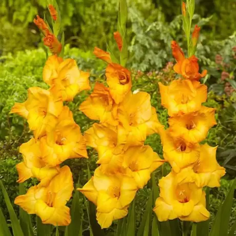 Bulbi de Gladiole Ovatie