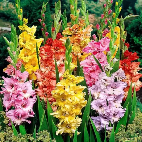 Bulbi de Gladiole Parrot mix multicolor