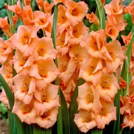 Bulbi de Gladiole Peters Pears