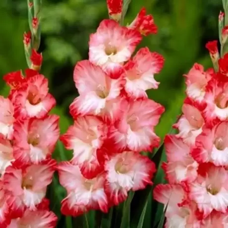 Bulbi de Gladiole Pink Lady