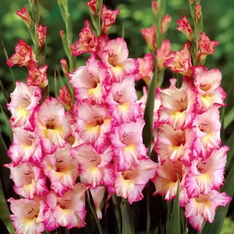 Bulbi de Gladiole Priscilla