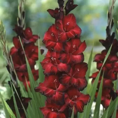 Bulbi de Gladiole Red Beauty