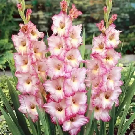 Bulbi de Gladiole Rose Supreme